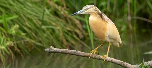 Avistamiento de aves en Badajoz en Badajoz