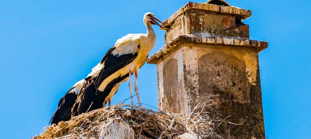 Avistamiento de aves en Extremadura en Caceres