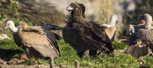 Avistamiento de aves en Monfragüe en Villarreal De San Carlos
