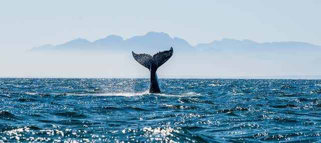 Avistamiento de ballenas y delfines en Barbate en Barbate
