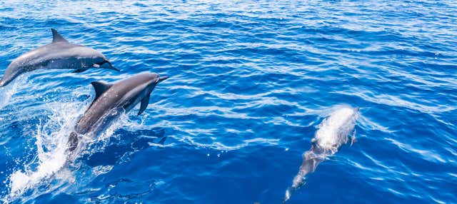 Avistamiento de ballenas y delfines en barco con fondo de cristal en Tazacorte