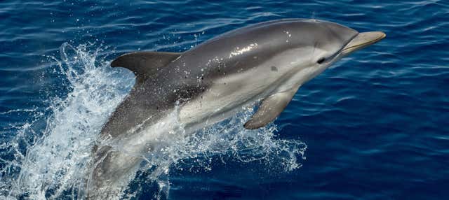 Avistamiento de delfines en Benalmádena en Benalmadena