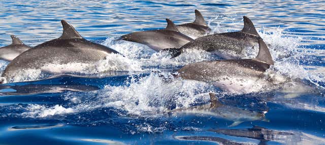 Avistamiento de delfines en el sur de Mallorca en Peguera