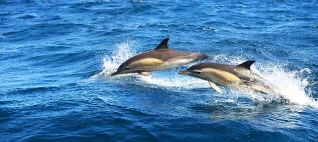 Avistamiento de delfines en Fuengirola en Fuengirola