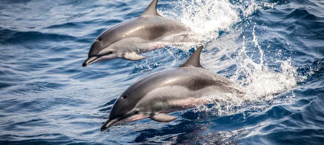 Avistamiento de delfines en la costa de Marbella en Marbella