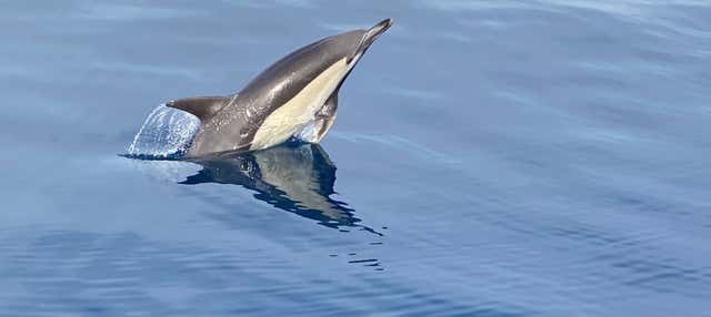 Avistamiento de delfines en La Herradura en La Herradura