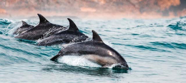 Avistamiento de delfines en Sotogrande en Sotogrande