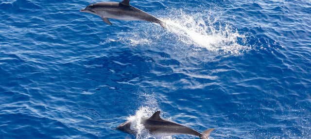 Avistamiento de delfines y ballenas en barco con fondo de cristal en Playa Del Ingles