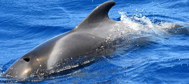 Avistamiento de delfines y ballenas en el sur de La Gomera en Valle Gran Rey