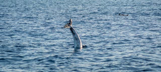 Avistamiento de delfines y ballenas en Puerto Calero en Puerto Calero