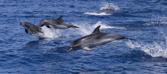 Avistamiento de delfines en Puerto Del Carmen
