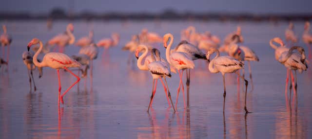 Avistamiento de flamencos en el Delta del Ebro al atardecer en Poblenou Del Delta