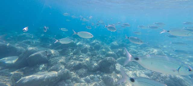 Bautismo de buceo en Calpe en Calpe