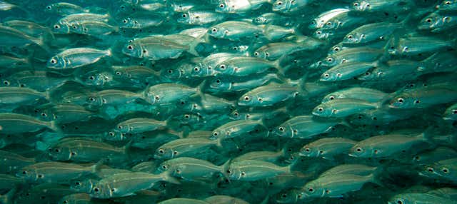 Curso PADI Discover Scuba Diving en Puerto del Carmen en Puerto Del Carmen