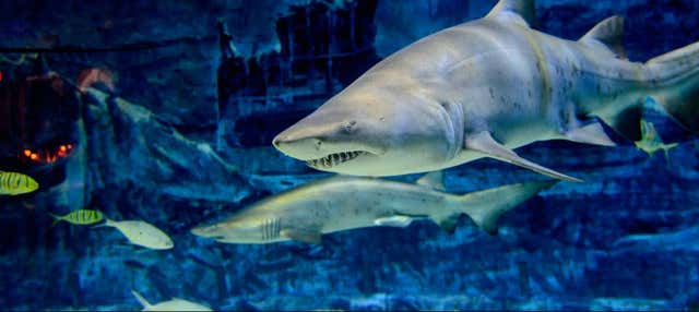 Entrada al Acuario de Gijón en Gijon