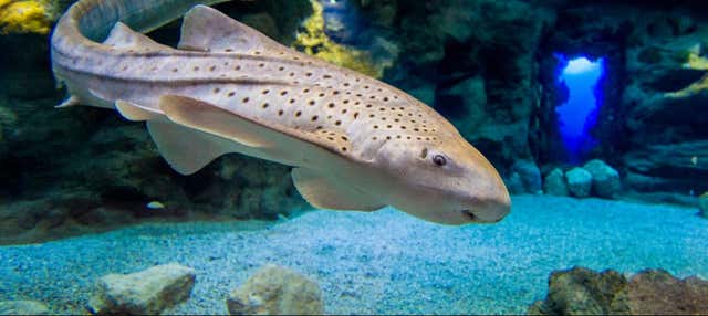 Entrada al acuario Poema del Mar en Las Palmas De Gran Canaria