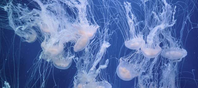 Entrada al Oceanogràfic en Valencia