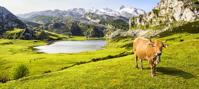 Excursión a Covadonga y Cangas de Onís en grupo reducido en Gijon