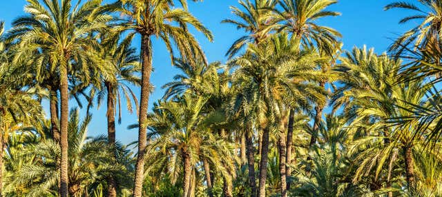 Excursión a la isla de Tabarca y el palmeral de Elche en Gandia