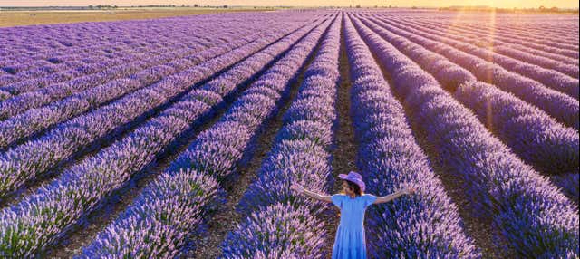 Excursión a los campos de lavanda de Brihuega en Madrid