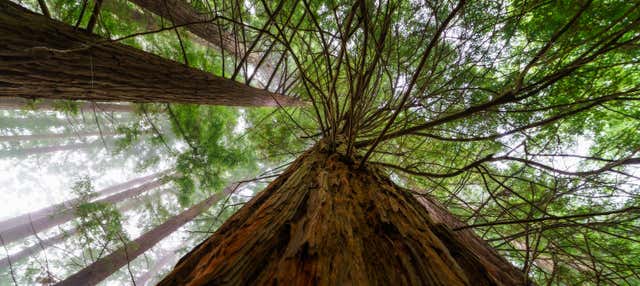 Excursión a San Vicente de la Barquera + Bosque de Secuoyas en Torrelavega