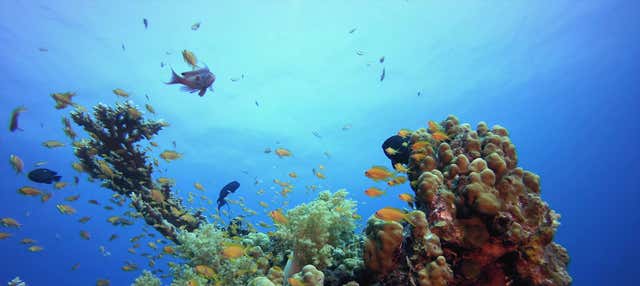Excursión a Tabarca en barco + Snorkel en Santa Pola