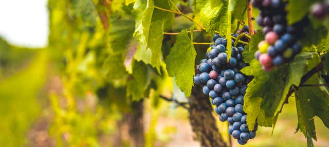 Excursión a una bodega del Priorat en Salou