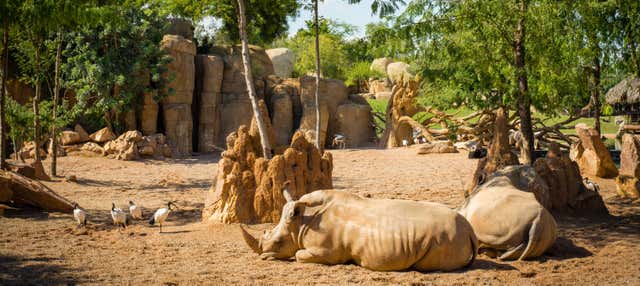 Excursión a Valencia + Bioparc en Benicassim