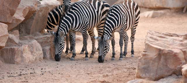 Excursión a Valencia + Bioparc en Peniscola