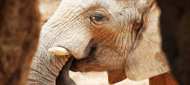 Excursión a Valencia + Bioparc en Castellon De La Plana