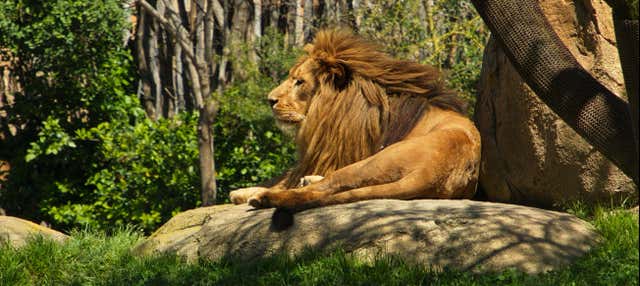 Excursión a Valencia + Bioparc en Oropesa Del Mar