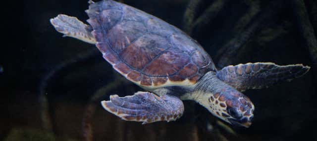 Excursión a Valencia + Oceanogràfic y Hemisfèric en Castellon De La Plana