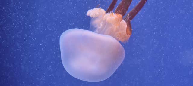 Excursión a Valencia + Oceanogràfic y Hemisfèric en Oropesa Del Mar