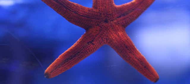 Excursión a Valencia + Oceanogràfic y Hemisfèric en Benicassim