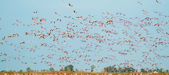 Excursión al Delta del Ebro + Paseo en barco en Alcoceber