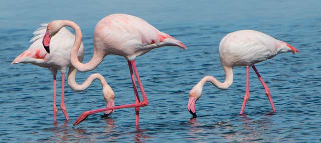 Excursión al Delta del Ebro + Paseo en catamarán en Oropesa Del Mar