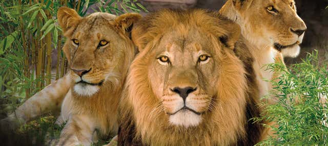 Excursión al Loro Parque en Meloneras