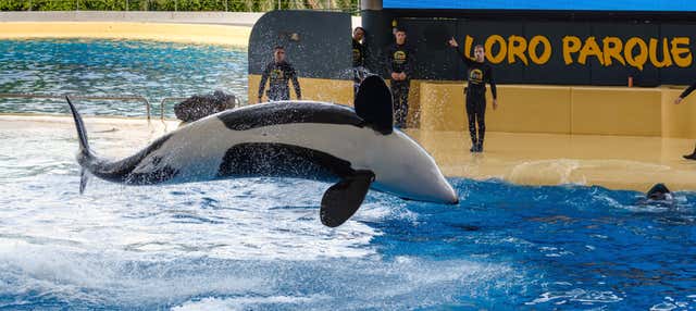 Excursión al Loro Parque en Playa De Las Americas