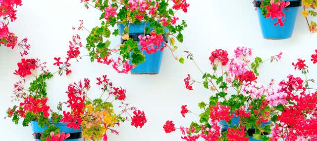 Free tour por Mijas en Mijas