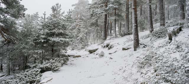 Paseo con raquetas de nieve por la Sierra de Guadarrama en Navacerrada