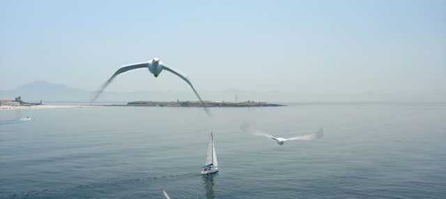 Paseo en barco a la isla de las Palomas en Tarifa