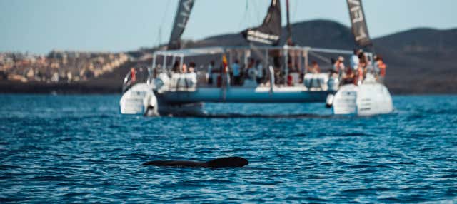 Paseo en catamarán con comida desde Las Galletas en Los Cristianos