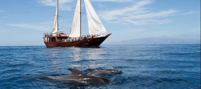 Paseo en goleta con avistamiento de cetáceos y comida en Puerto De La Cruz