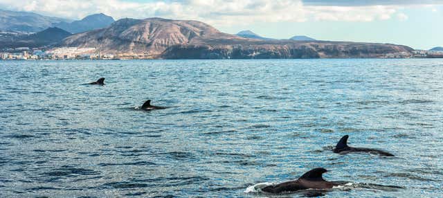Paseo en velero con avistamiento de cetáceos en Costa Adeje