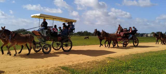 Paseo privado en carreta por los alrededores de Doñana y El Rocío en Rocio