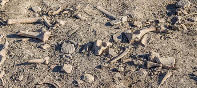 Ruta de los dinosaurios por Cuenca en Cuenca