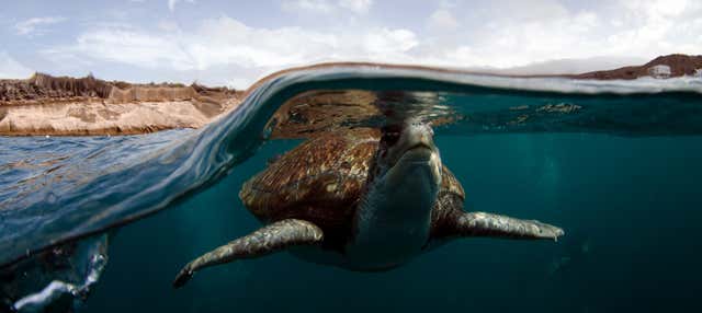 Snorkel con avistamiento de tortugas en Tenerife en Las Galletas