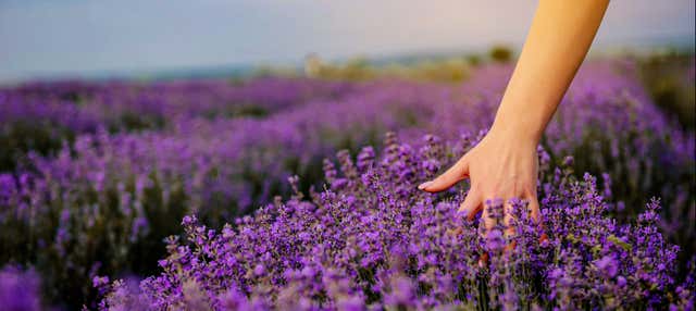 Tour de la lavanda + Molino de El Romeral en El Romeral