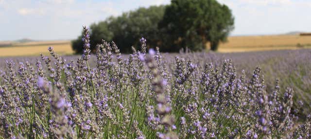 Tour de la lavanda por Tiedra en Tiedra