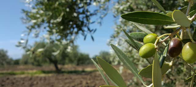 Tour del aceite por Montoro en Montoro
